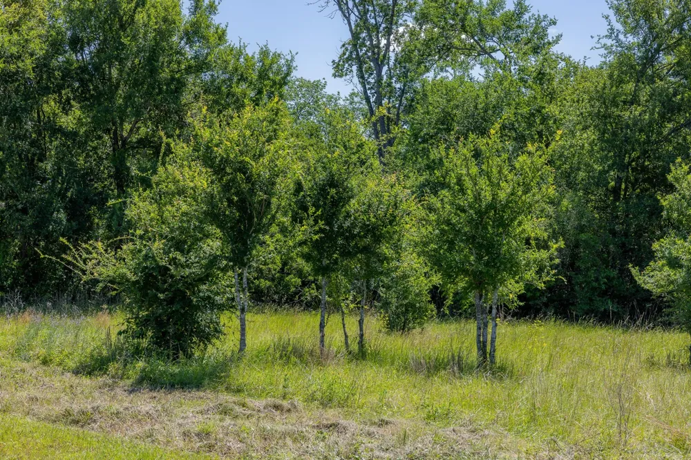 6584 Atakapan Trail Bedias, TX 77831