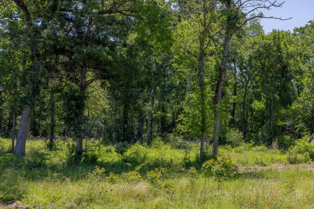 10649 Brushwood Cutoff Bedias, TX 77831