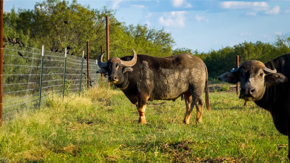 3745 Cr 4006 Crystal City, TX 78839