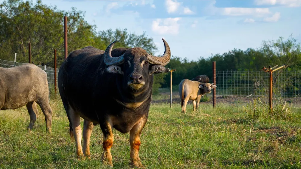 3745 Cr 4006 Crystal City, TX 78839