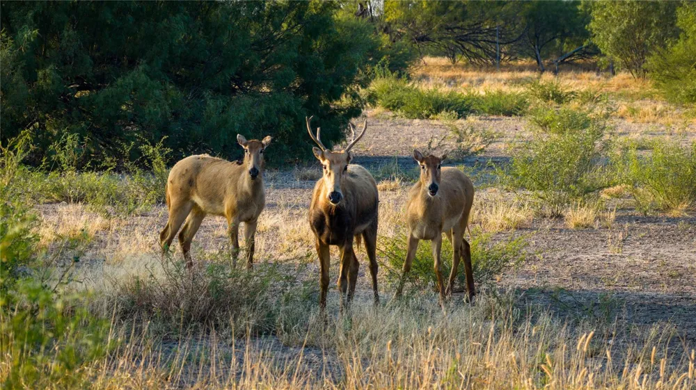 3745 Cr 4006 Crystal City, TX 78839