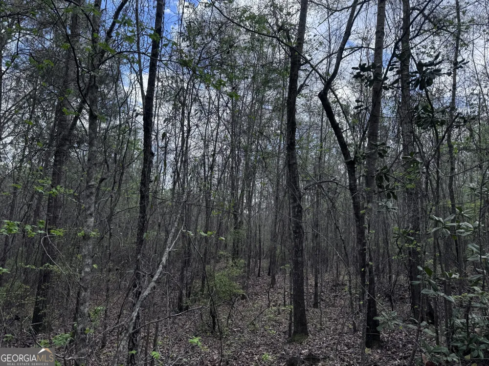 31+/- AC Highway 26 Buena Vista, GA 31803