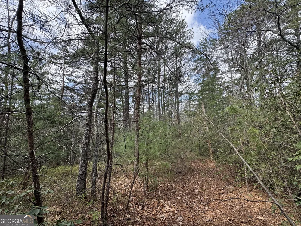 0 Grizzly Bear TRL Sautee Nacoochee, GA 30571