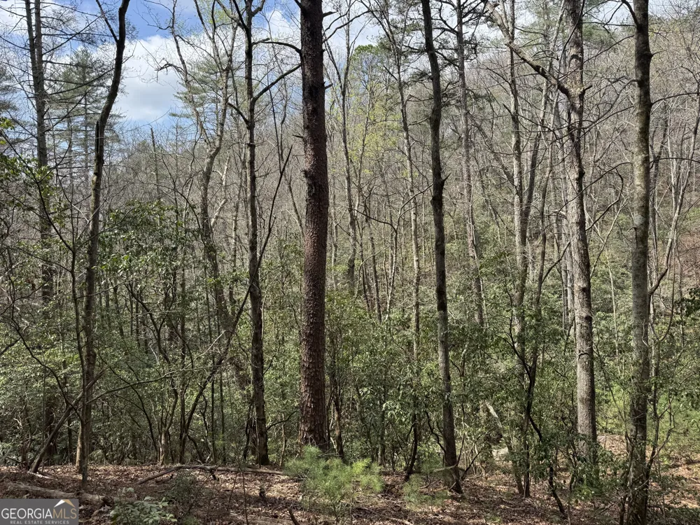 0 Grizzly Bear TRL Sautee Nacoochee, GA 30571