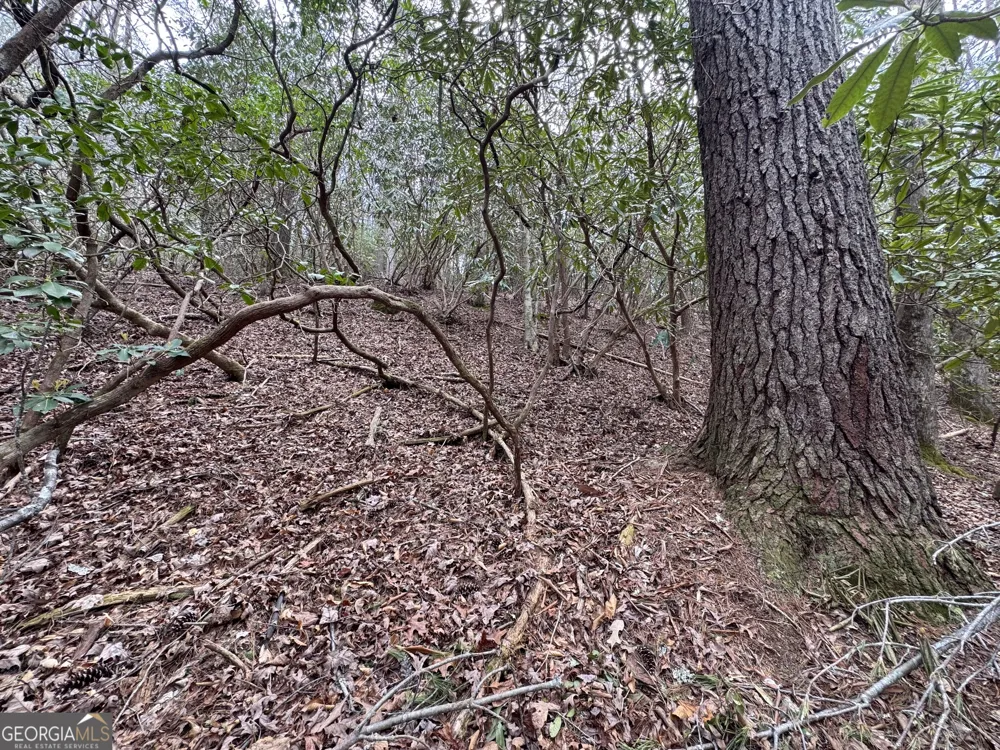 0 Grizzly Bear TRL Sautee Nacoochee, GA 30571