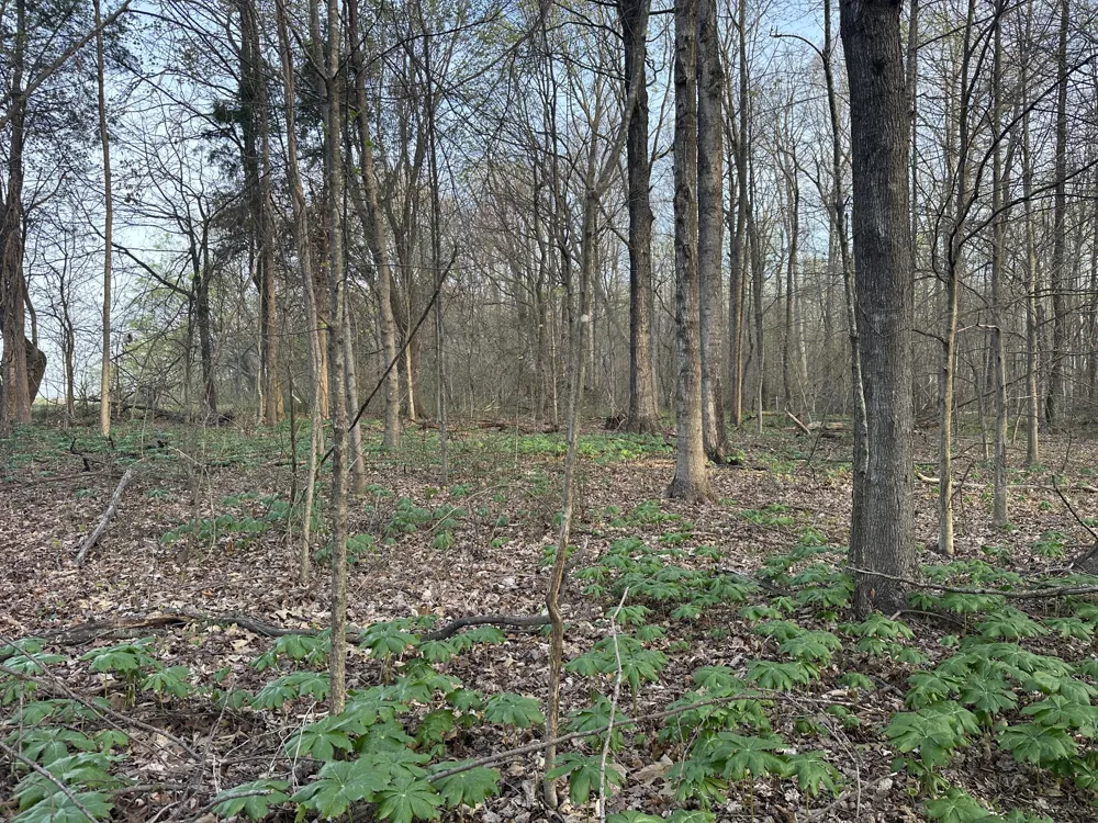 168 Fleming Rd Portland, TN 37148