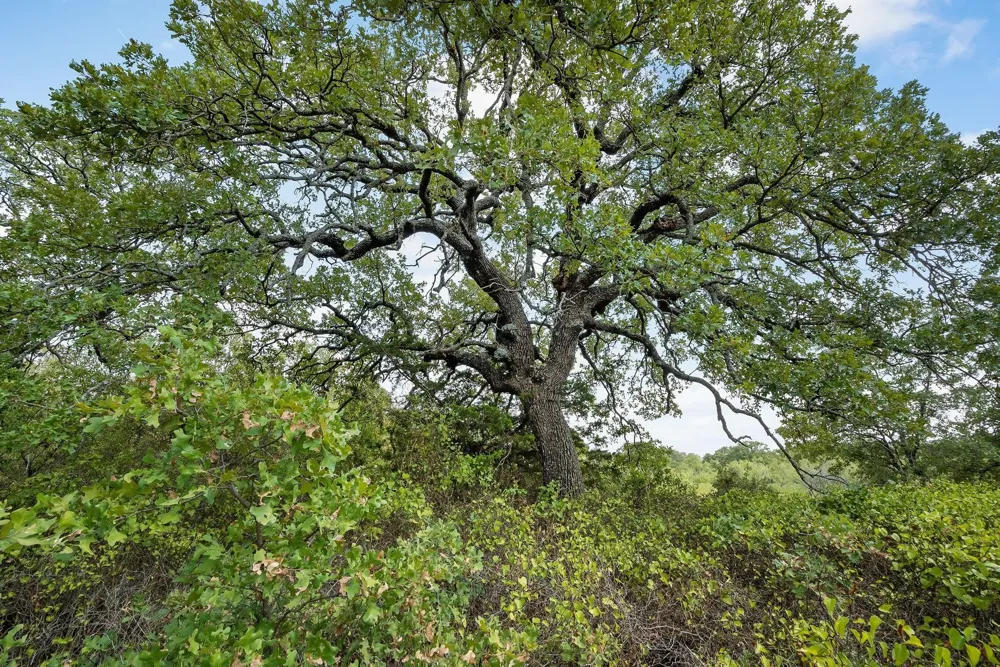 Double B Ranch Road S Perrin, TX 76486