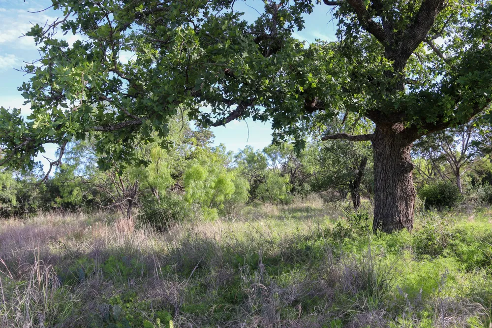 Oak Ridge Tr Kingsland, TX 78639