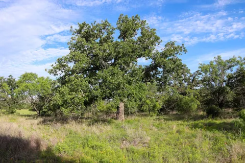 Oak Ridge Tr