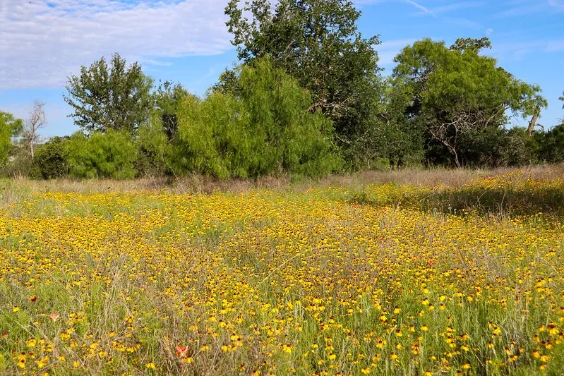Oak Ridge Tr Kingsland, TX 78639