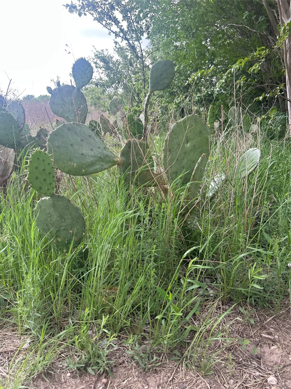 HCR 3352 Hubbard, TX 76648