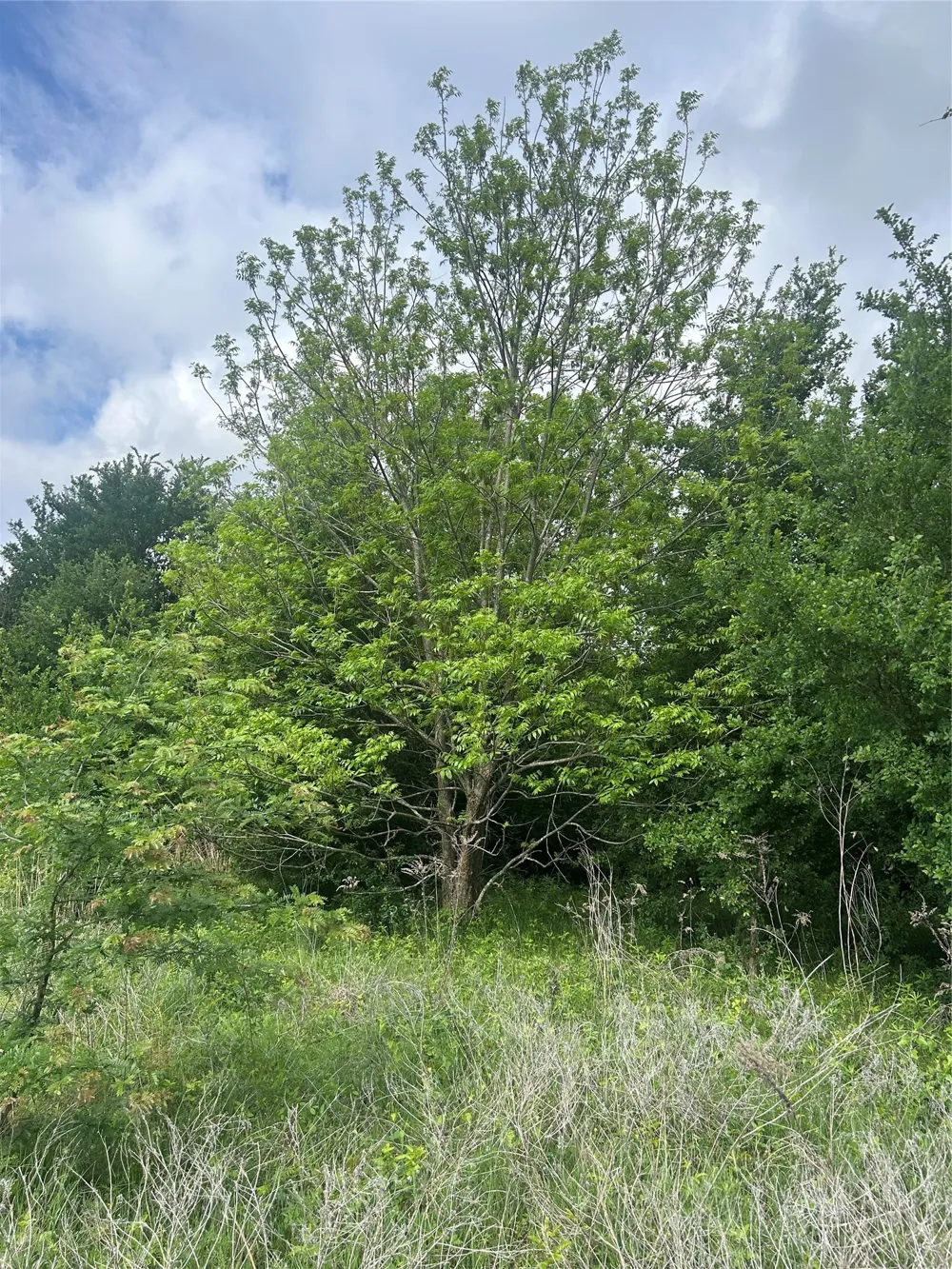 HCR 3352 Hubbard, TX 76648