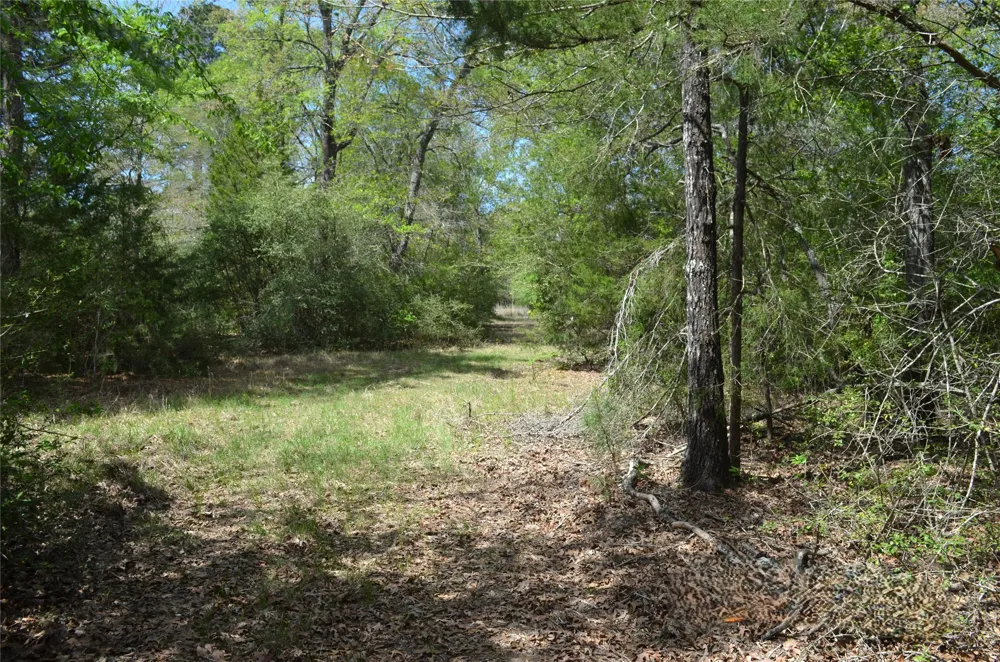 977 E Leona, TX 75850