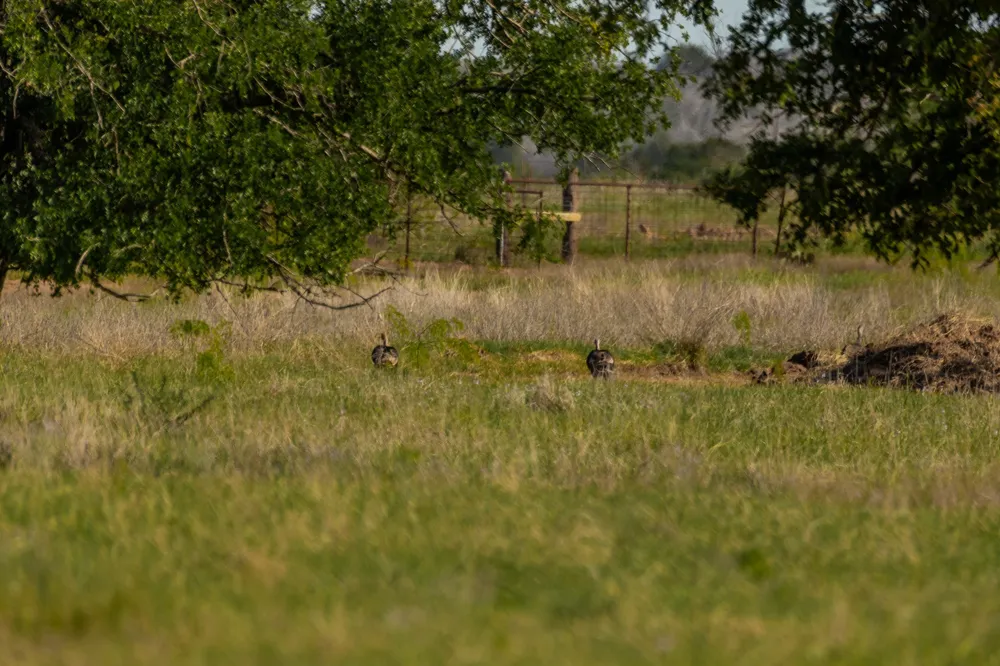 C.R. 132 Coleman, TX 76834