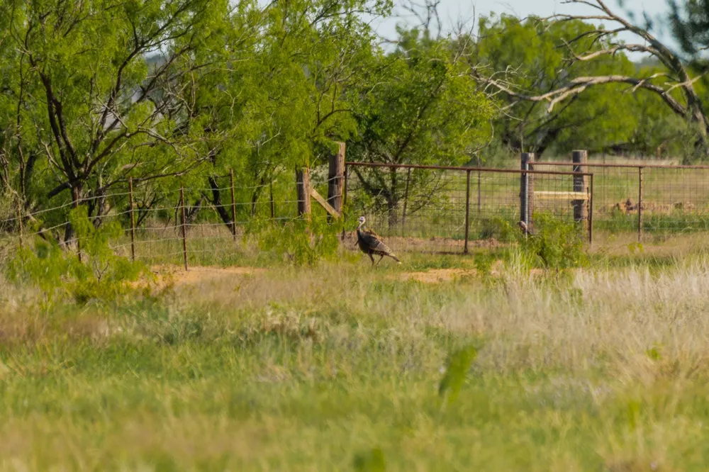 C.R. 132 Coleman, TX 76834