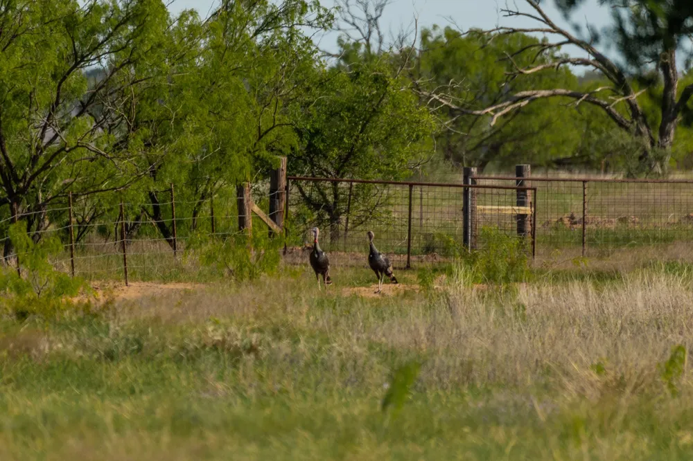C.R. 132 Coleman, TX 76834