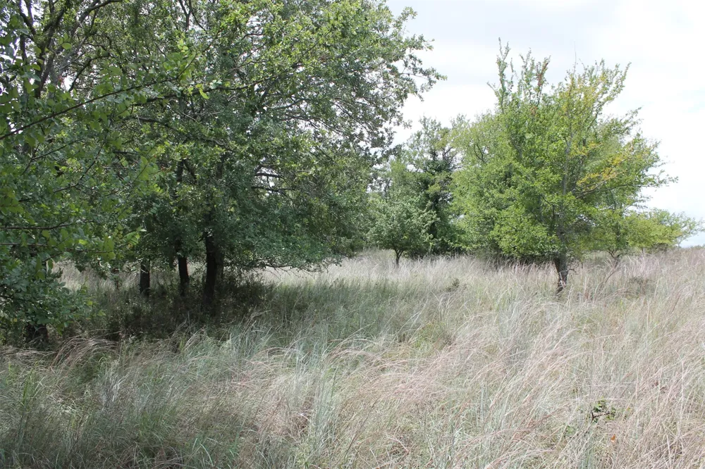 120 Demonbreun Court Chico, TX 76431