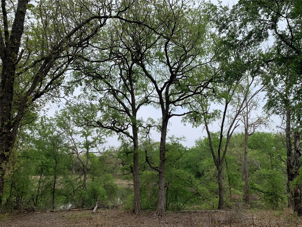 1039 Creek Crossing Road Nemo, TX 76070