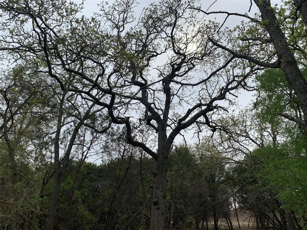 1039 Creek Crossing Road Nemo, TX 76070