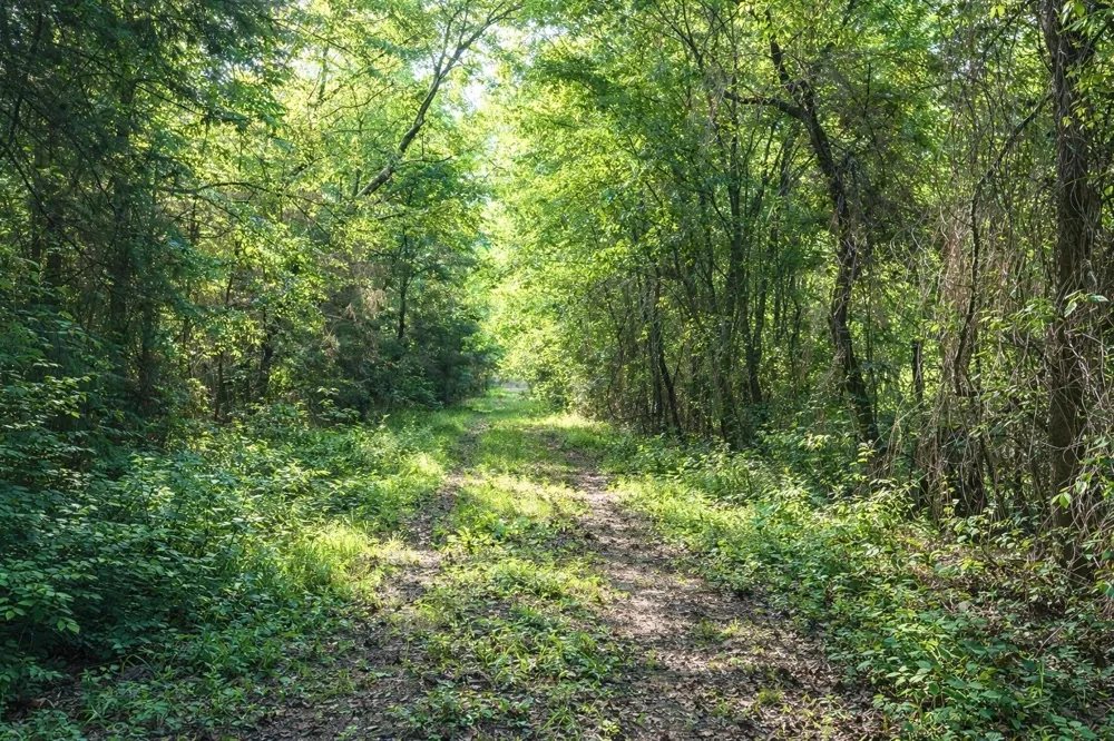 FM 2966 Quitman, TX 75783