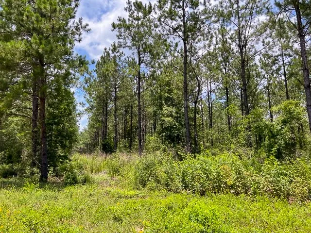 T-8 County Road 1425 Woodville, TX 75979