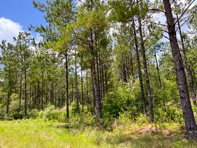 T-8 County Road 1425 Woodville, TX 75979