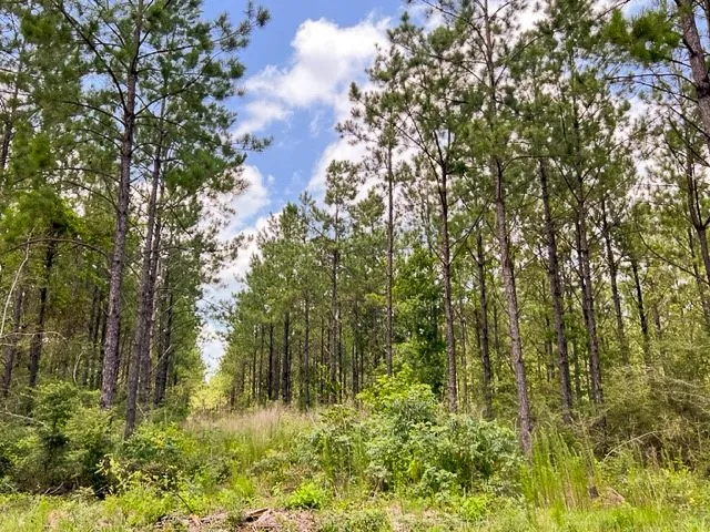 T-8 County Road 1425 Woodville, TX 75979