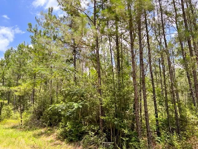 T-8 County Road 1425 Woodville, TX 75979