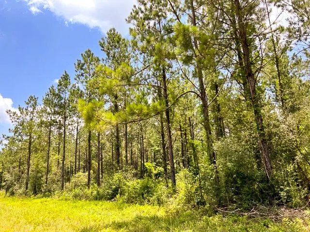 T-8 County Road 1425 Woodville, TX 75979