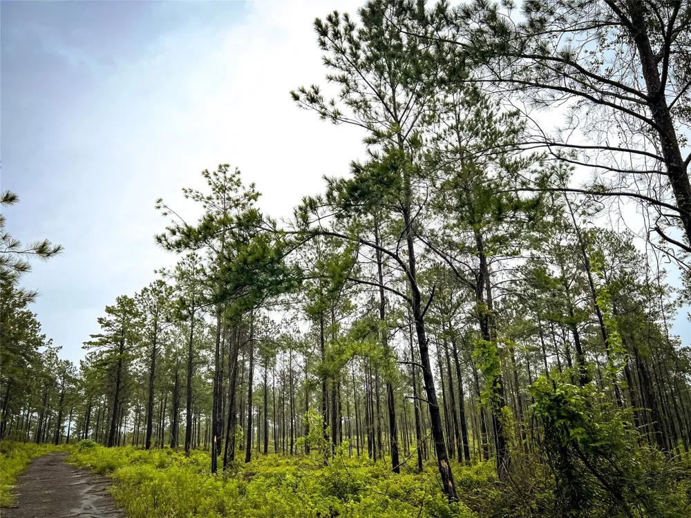 3 CR 257 Jasper, TX 75951