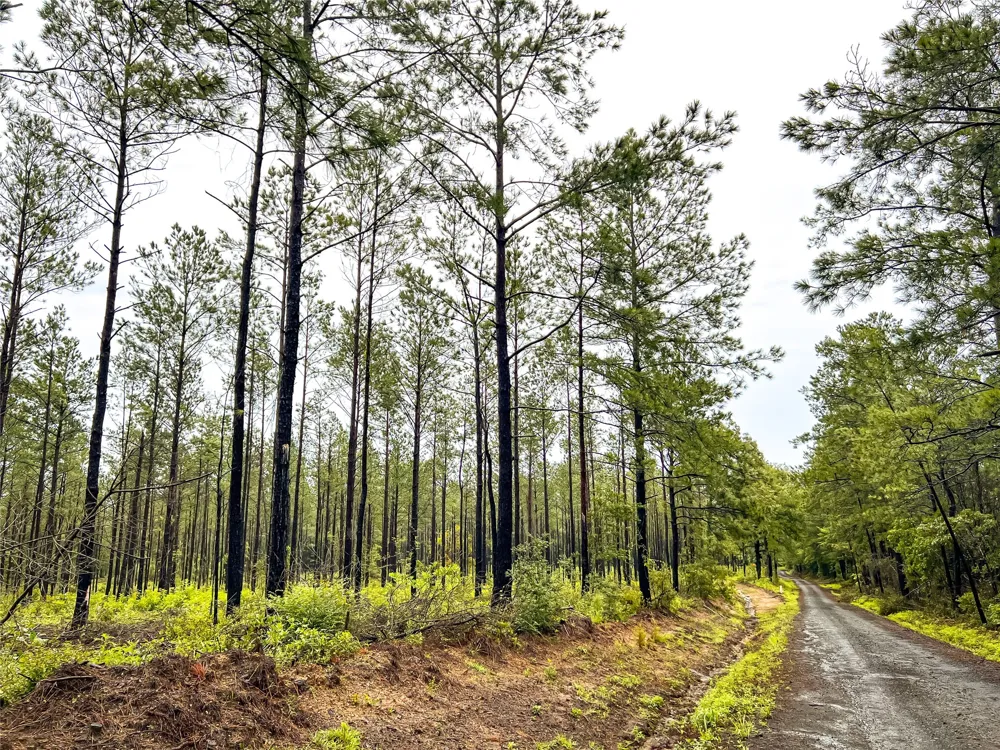 3 CR 257 Jasper, TX 75951