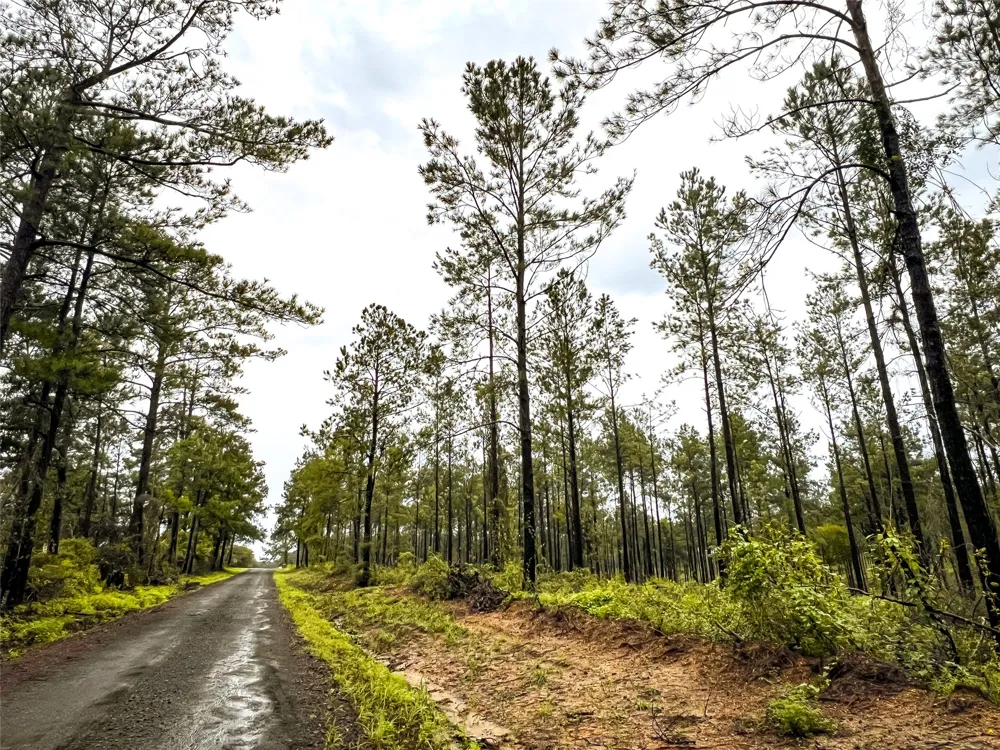 3 CR 257 Jasper, TX 75951