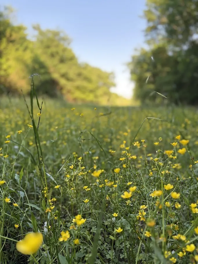 County Road 855 Teague, TX 75860