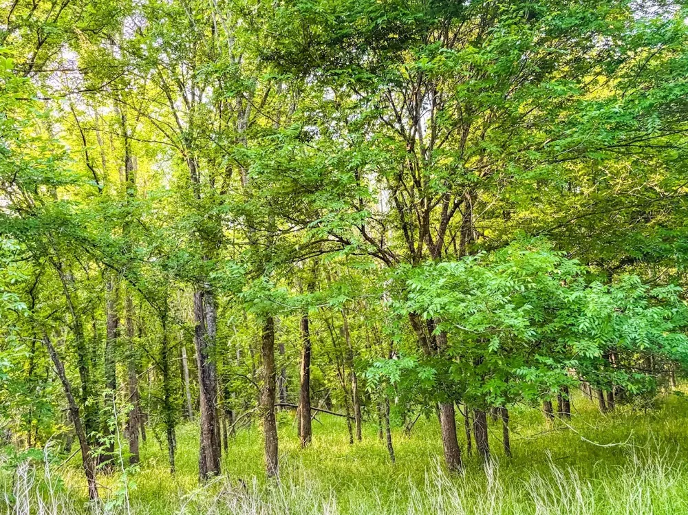 County Road 855 Teague, TX 75860