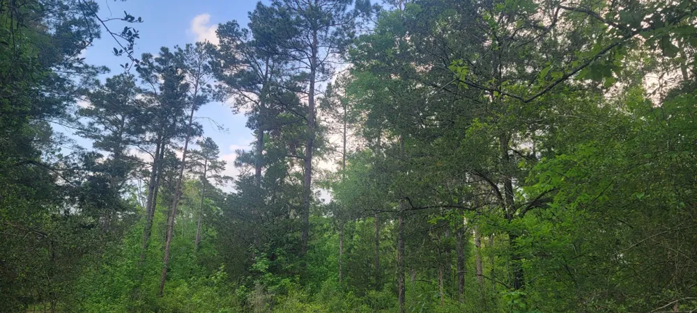 County Road 430 Carthage, TX 75633
