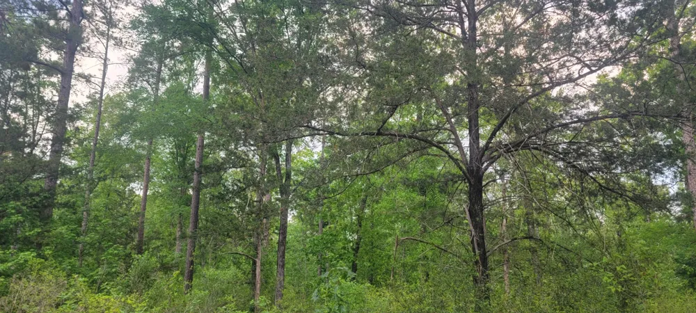 County Road 430 Carthage, TX 75633