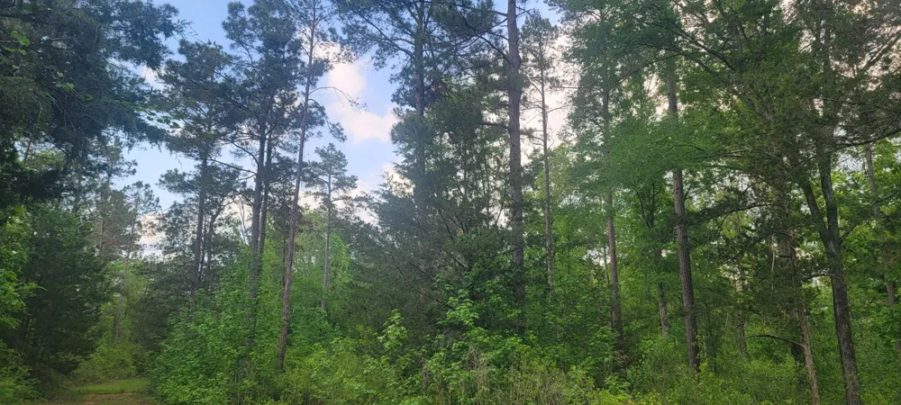 County Road 430 Carthage, TX 75633