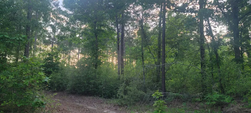 County Road 430 Carthage, TX 75633