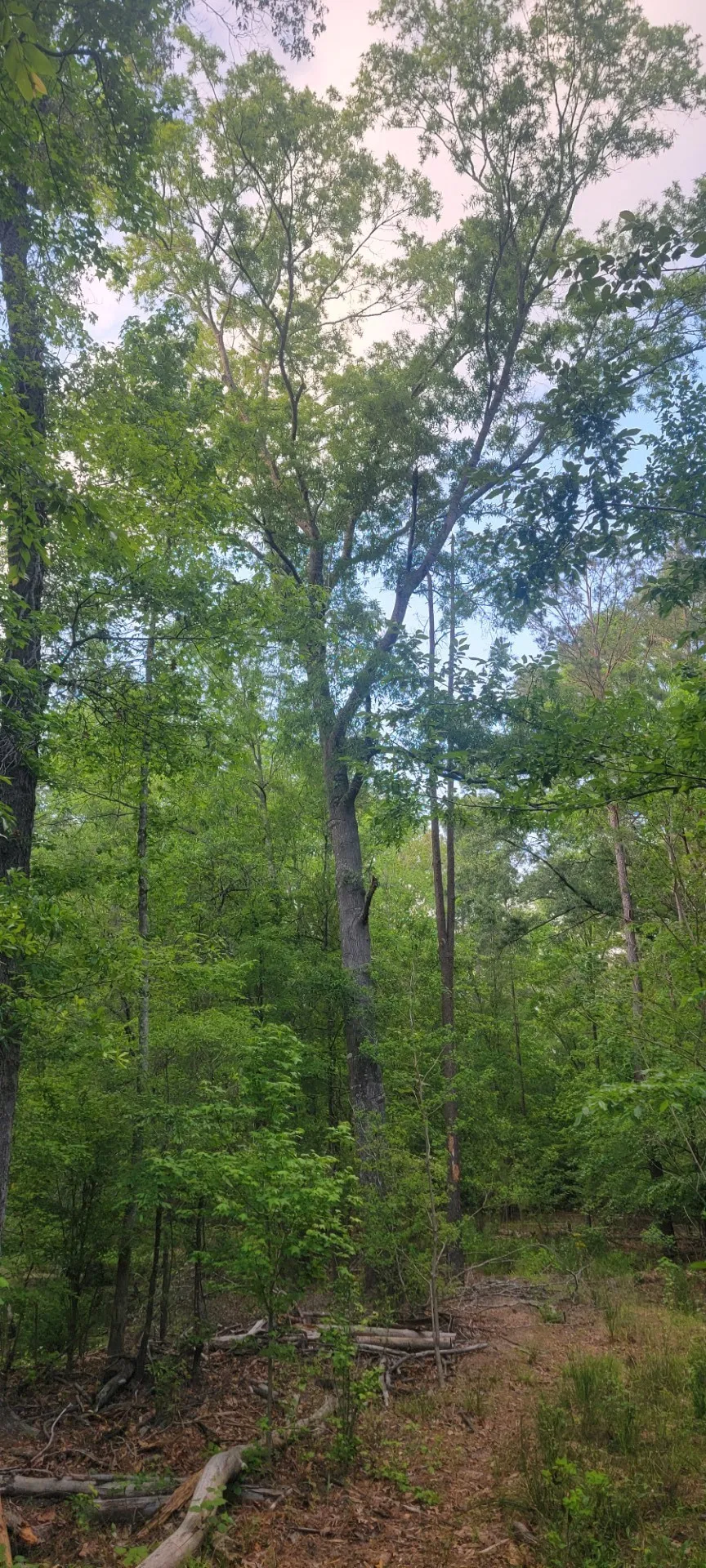 County Road 430 Carthage, TX 75633