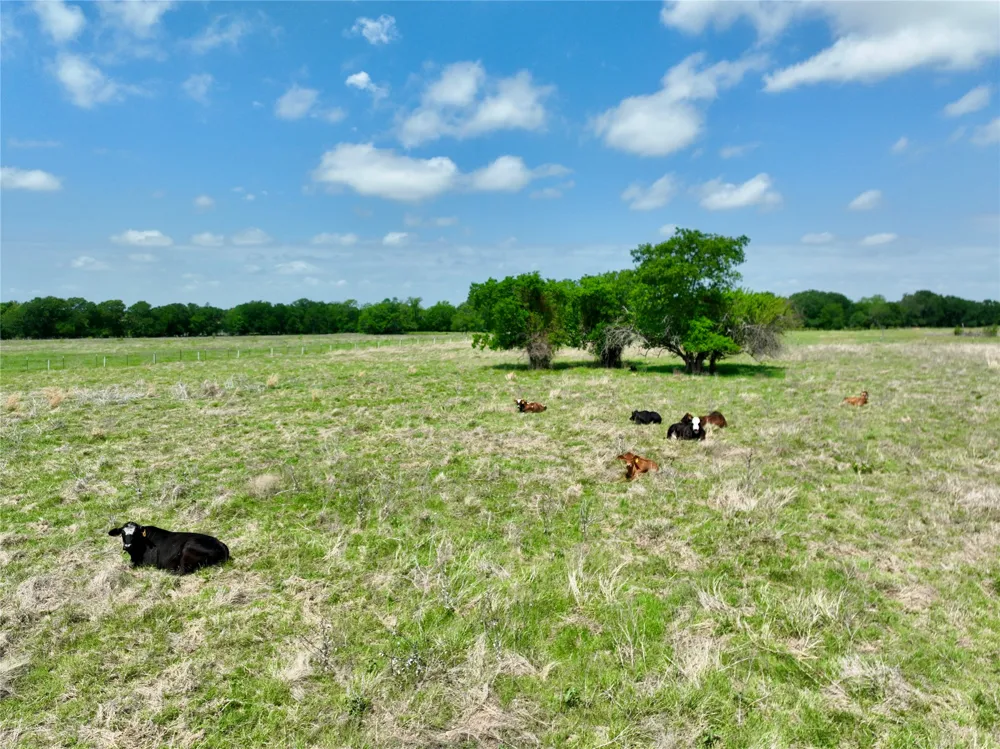Fm 1183 Alma, TX 75119