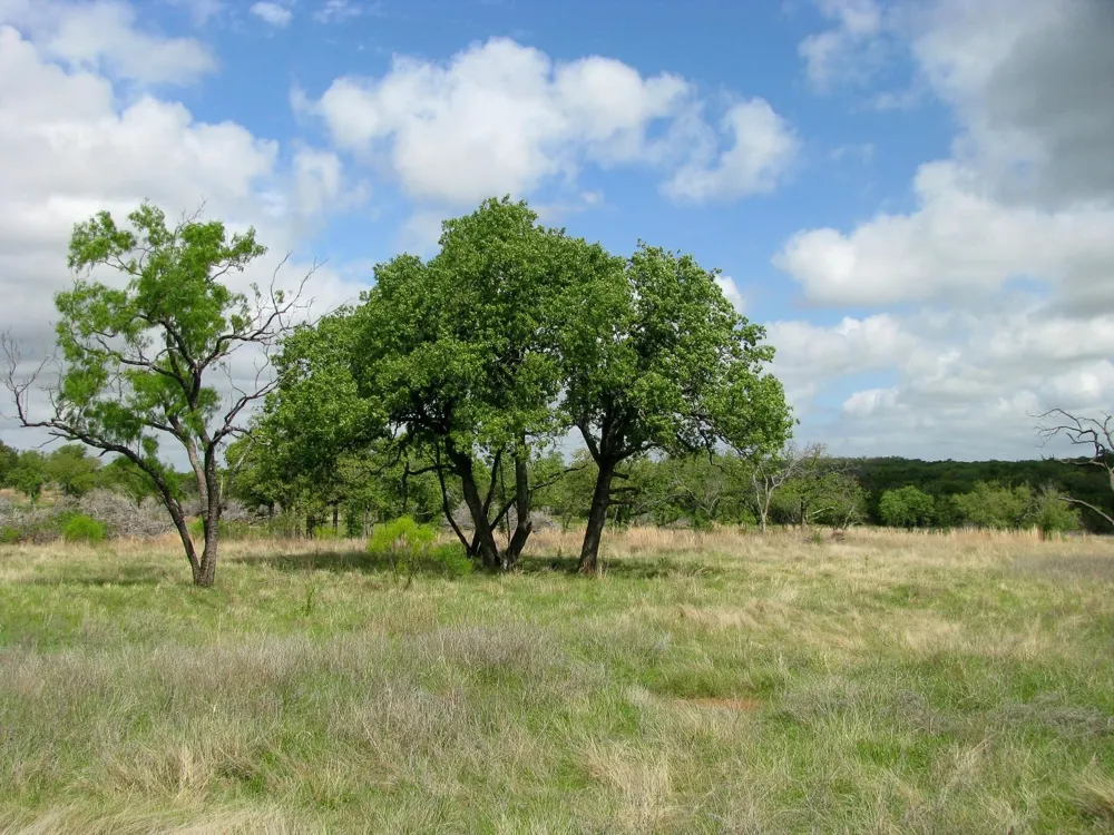 PR 42103 Evant, TX 76525