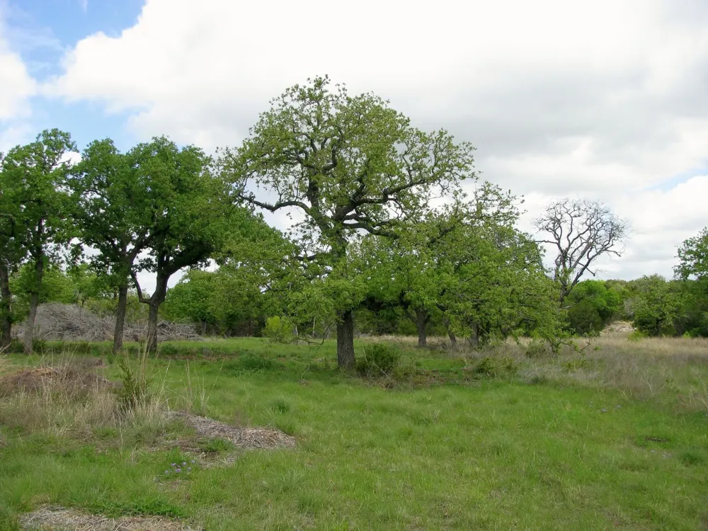 PR 42103 Evant, TX 76525