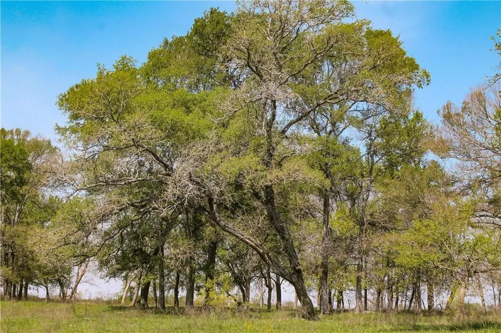 CR 151 Riesel, TX 76682