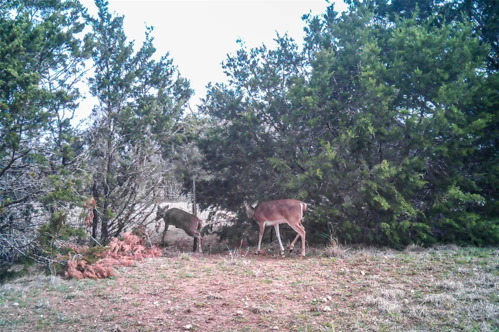 STRAWS MILL ROAD Gatesville, TX 76528