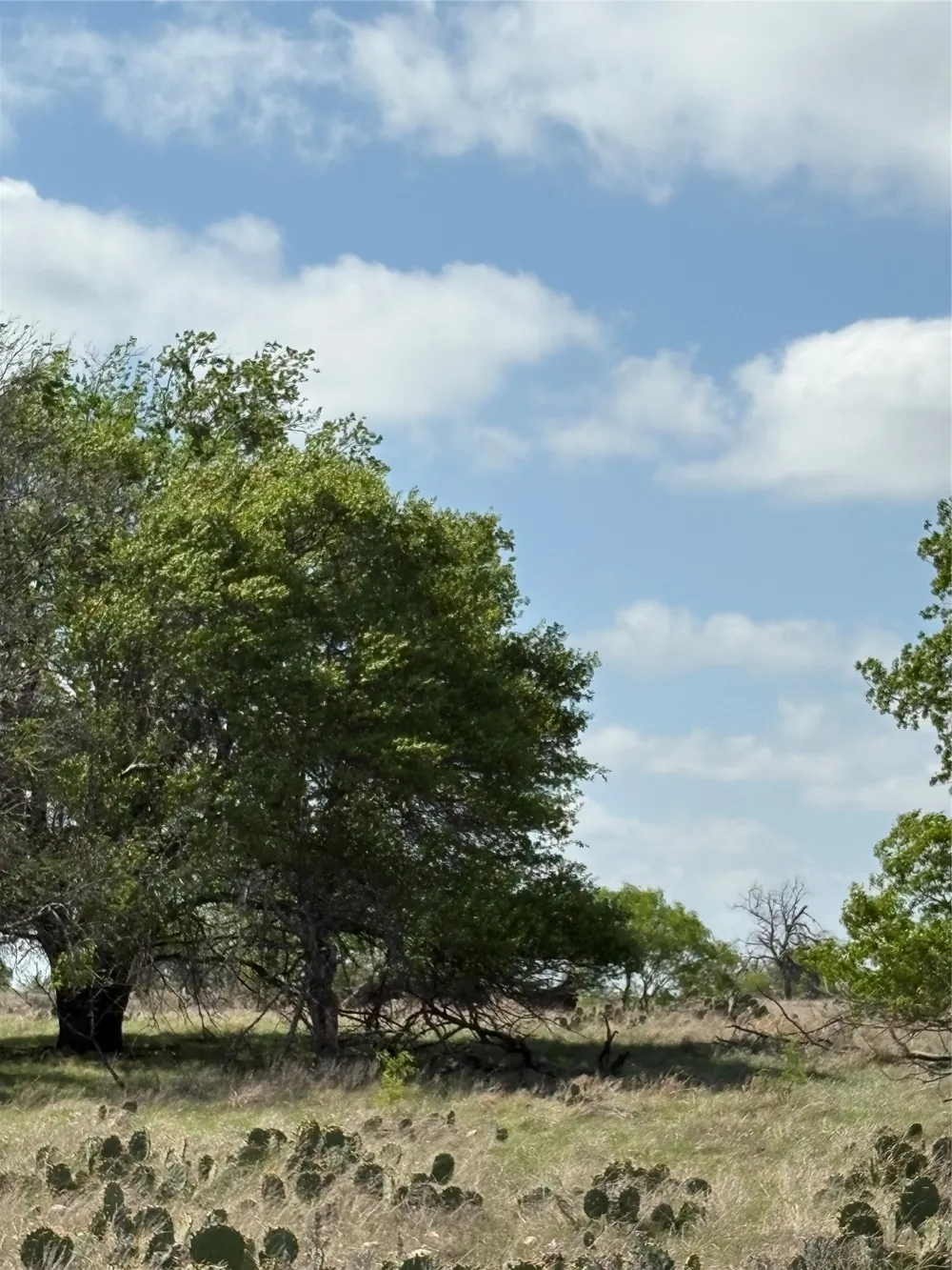 520 SH 16 N Goldthwaite, TX 76844