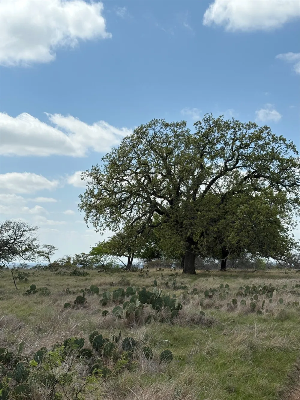 520 SH 16 N Goldthwaite, TX 76844