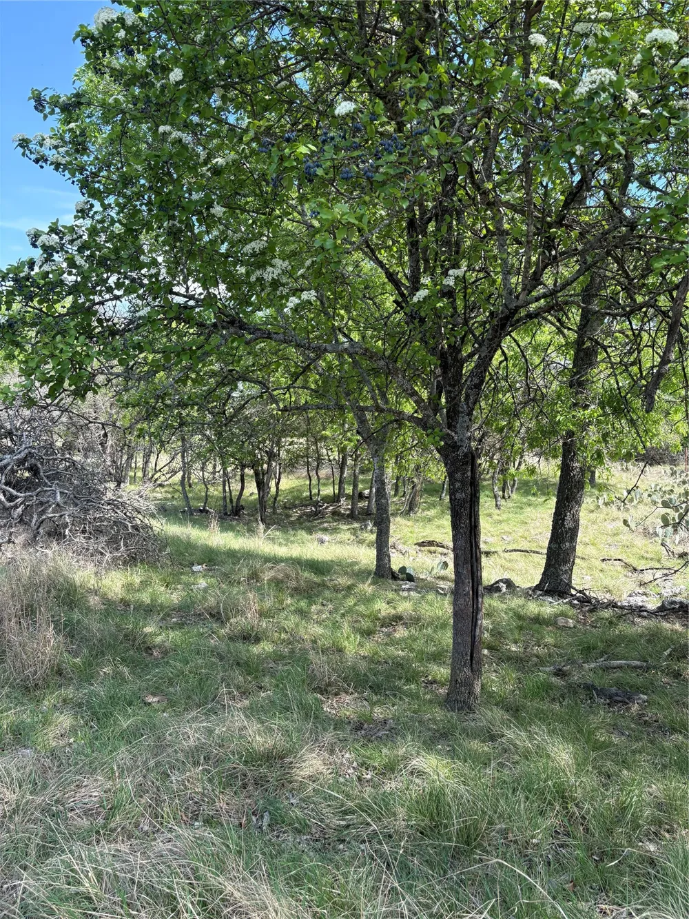 520 SH 16 N Goldthwaite, TX 76844