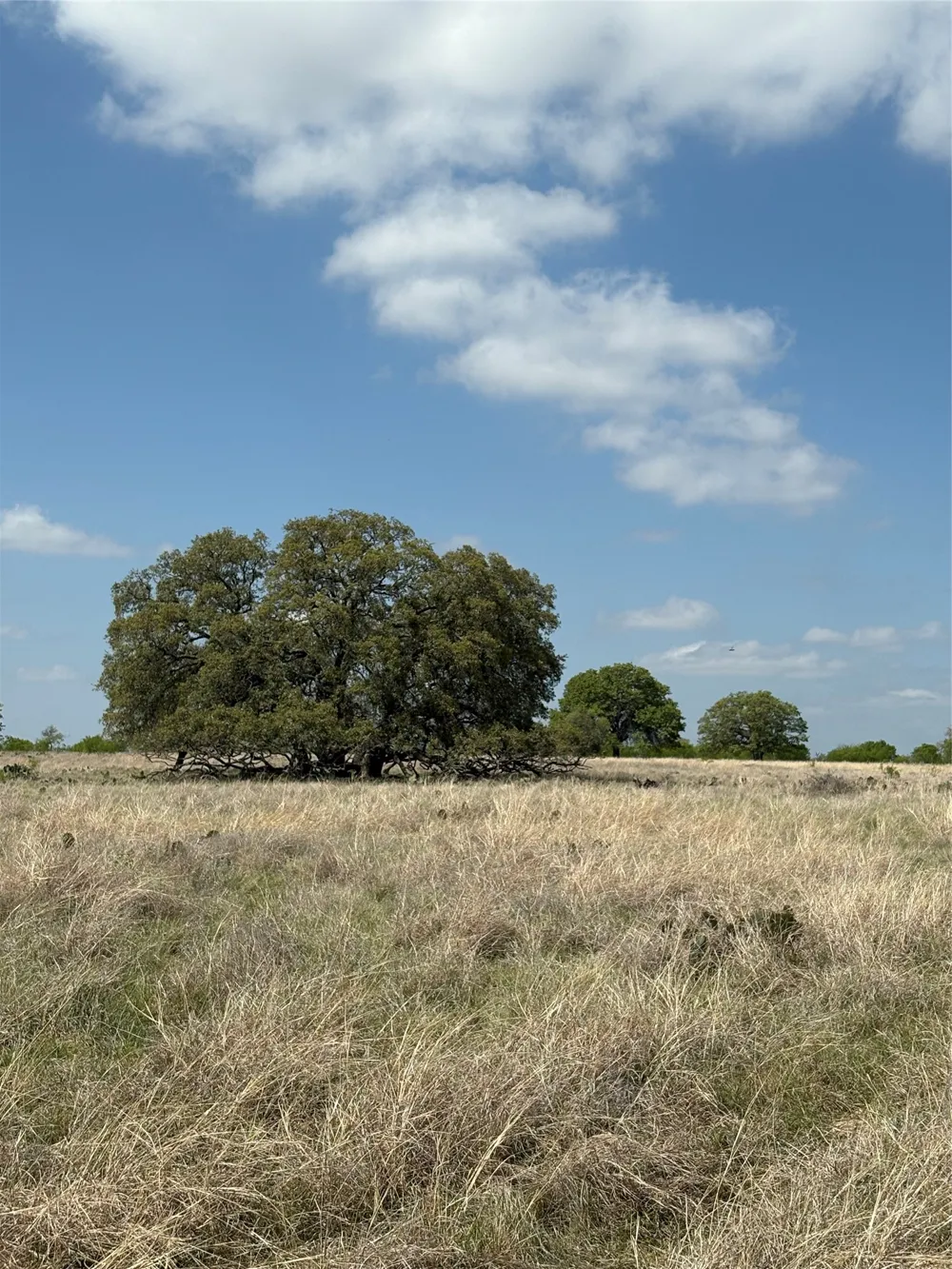 520 SH 16 N Goldthwaite, TX 76844