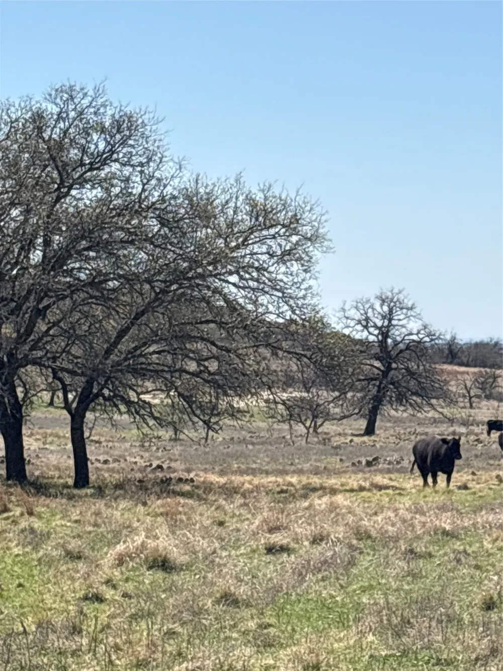520 SH 16 N Goldthwaite, TX 76844