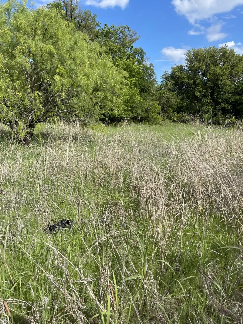31 Julia Bangs, TX 76823